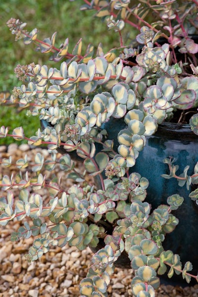 Sedum sieboldii 'Mediovariegatum', Fetthenne, buntlaubig, ca. 9x9 cm Topf