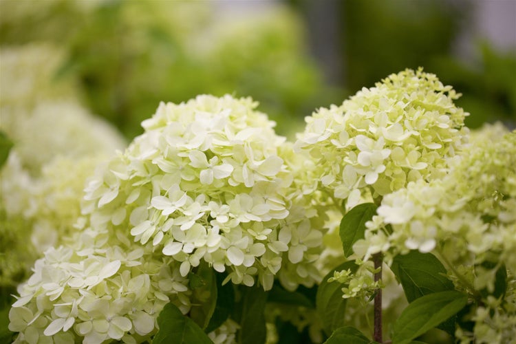 Hydrangea paniculata 'Limelight' -S-, Rispenhortensie, grünlich-weiß, 40–60 cm