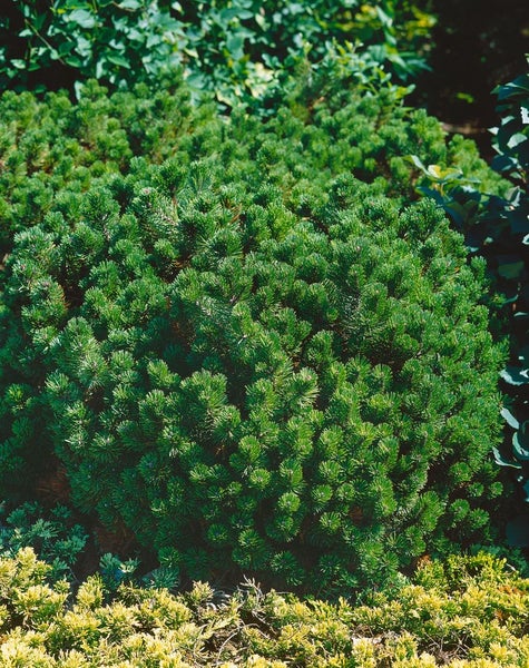 Pinus mugo 'Gnom', Bergkiefer, kompakt, 15–20 cm