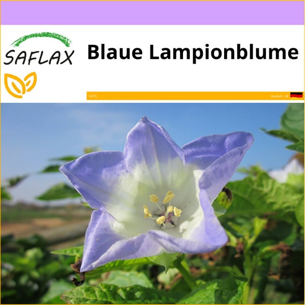 SAFLAX  - Blaue Lampionblume - Nicandra Physaloides - 100 Samen