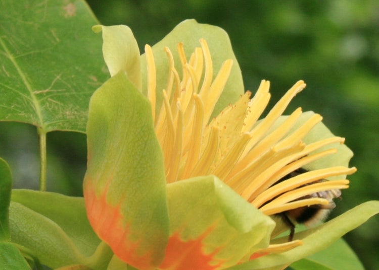SAFLAX Garden to go - Echter Tulpenbaum - Liriodendron tulipifera  - 20 Samen - Mit Topf, Klima - Deckel und Anzuchtsubstrat