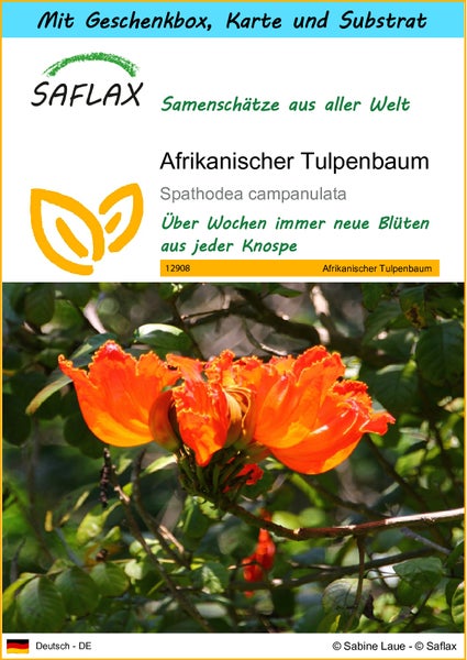 SAFLAX Geschenk Set - Afrikanischer Tulpenbaum - Spathodea campanulata - 30 Samen - Mit Geschenkbox, Versandaufkleber, Geschenkkarte und Anzuchtsubstrat