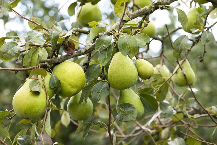 Pyrus communis 'Alexander Lucas', Birne, 150–200 cm
