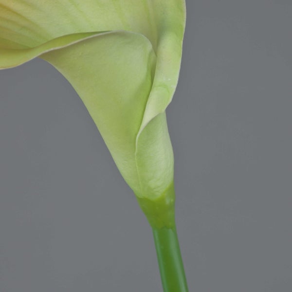 Eine einzelne gelbgrüne Calla-Blüte mit einem langen grünen Stiel.