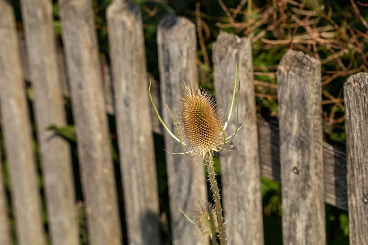 Dipsacus sativus, Weberkarde, ca. 9x9 cm Topf