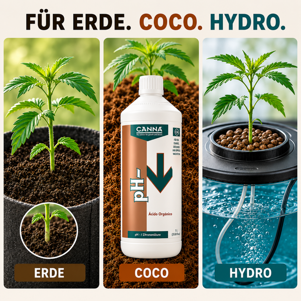 Canna pH Minus Saure zur Regulierung des pH Wertes in Erde Kokossubstrat und Hydrokulturen in einer 1 Liter Flasche für gesundes Pflanzenwachstum