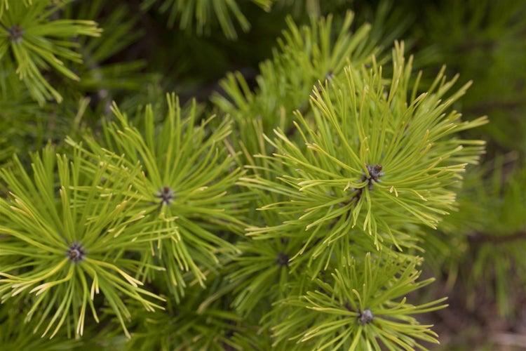 Pinus contorta, Küsten-Kiefer, 40–60 cm