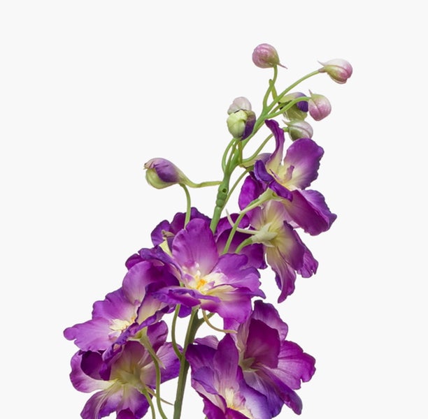Künstlicher Rittersporn mit lila Blüten und Knospen.