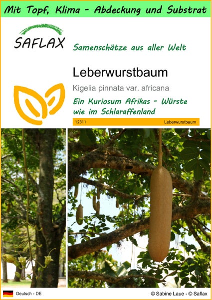 SAFLAX Garden to go - Leberwurstbaum - Kigelia pinnata var. africana - 10 Samen - Mit Topf, Klima - Deckel und Anzuchtsubstrat