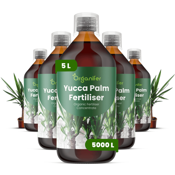Organifer Yucca-Palmen-Dünger, fünf Flaschen organisches Düngerkonzentrat je 5 Liter, ausreichend für circa 5000 Liter Gießwasser.