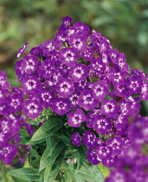 Phlox paniculata 'Purple Kiss', Flammenblume, lila, ca. 11x11 cm Topf