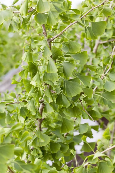 Nahaufnahme eines Ginkgobaums mit grünen Blättern
