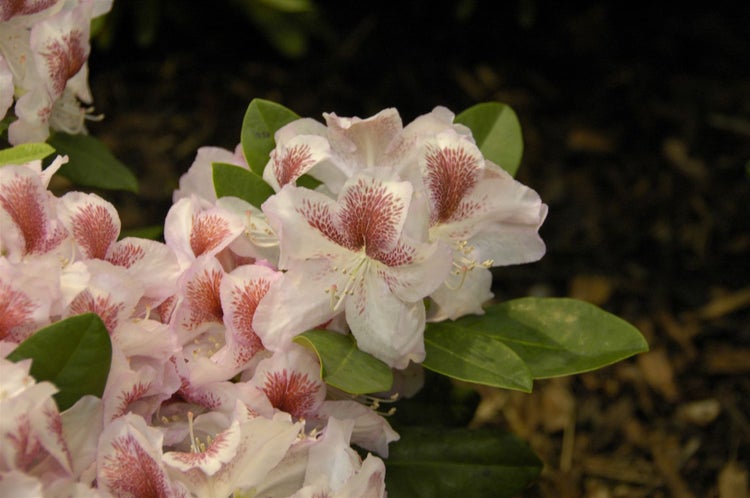 Rhododendron Hybr. 'Belami', Rhododendron, 30–40 cm