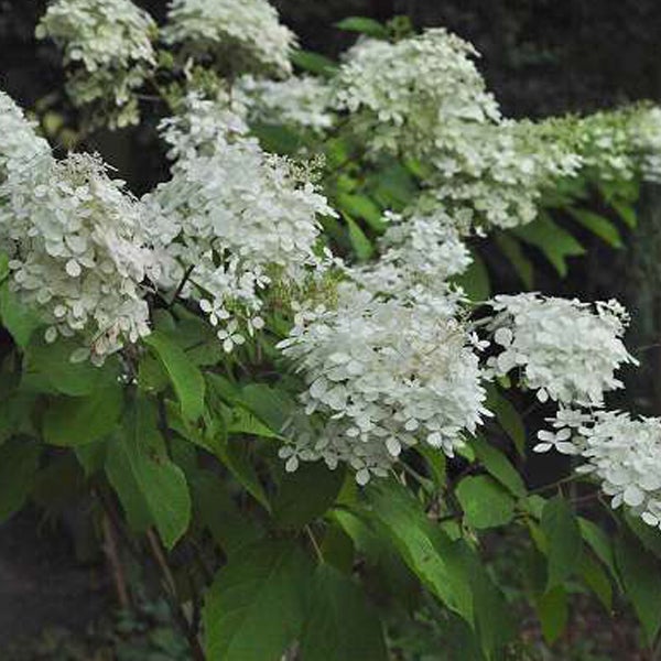 Rispenhortensie mit weißen Blüten und grünen Blättern