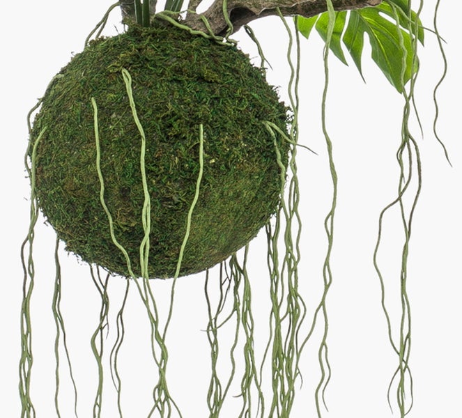 Kokedama Moosball mit langen herabhängenden Wurzeln und einem grünen Blatt.