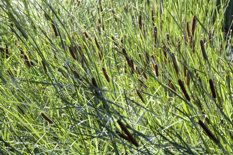 Typha latifolia, Breitblättriger Rohrkolben, ca. 9x9 cm Topf