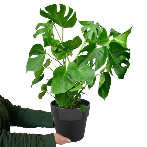 Monstera Deliciosa Fensterblatt mit schwarzem Keramik-Übertopf, pflegeleichte luftreinigende Zimmerpflanze, Höhe 70–80 cm, Topf 19–21 cm