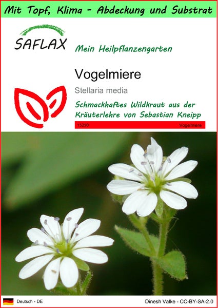 SAFLAX Garden to go - Vogelmiere - Stellaria media - 1000 Samen - Mit Topf, Klima - Deckel und Anzuchtsubstrat