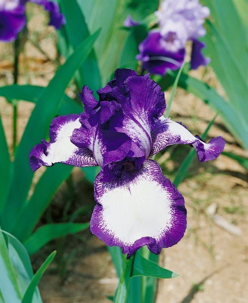 Iris x barb.-elat. 'Going My Way', Schwertlilie, ca. 11x11 cm Topf