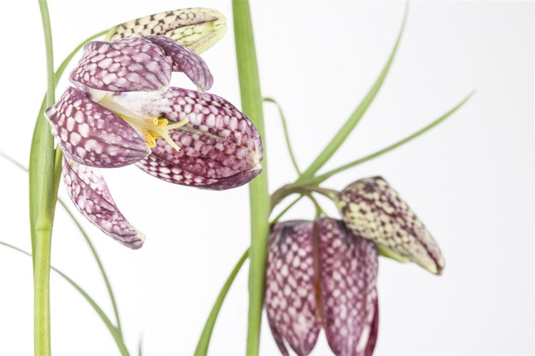 Fritillaria meleagris, Schachbrettblume, ca. 9x9 cm Topf, einzigartig