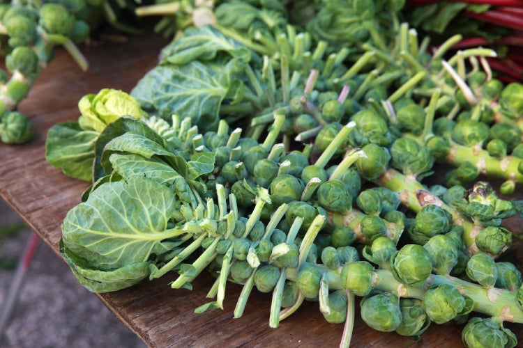 SAFLAX Garden to go - BIO - Rosenkohl - Groninger - Brassica oleracea var. gemmifera - 30 Samen - Mit Topf, Klima - Deckel und Anzuchtsubstrat