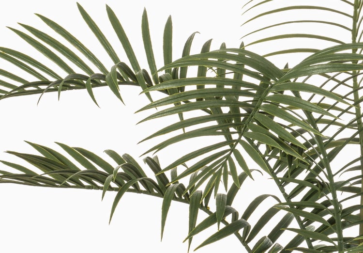 Künstliche Palmwedel aus Kunststoff für die Innendekoration.