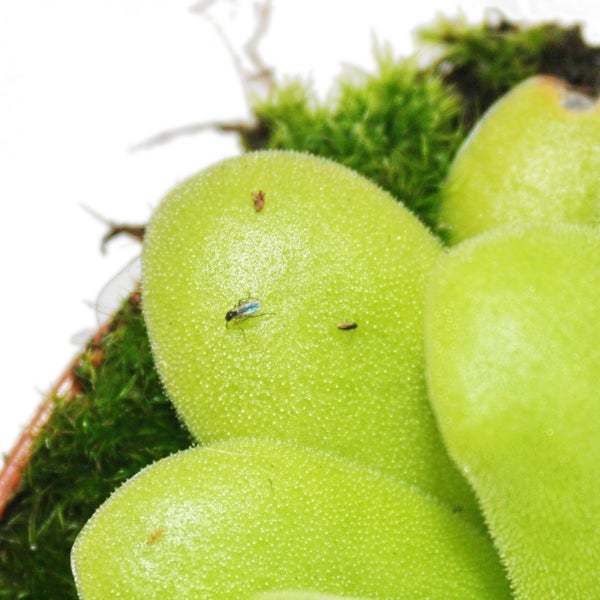 Fettkraut - Pinguicula - Überraschungssorte - 9cm Topf