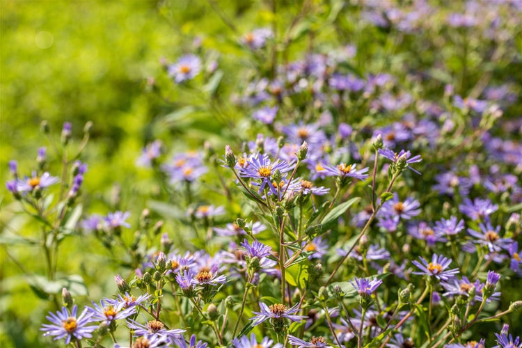 Aster x herveyi 'Twilight', Herbstaster, violett, ca. 11x11 cm Topf