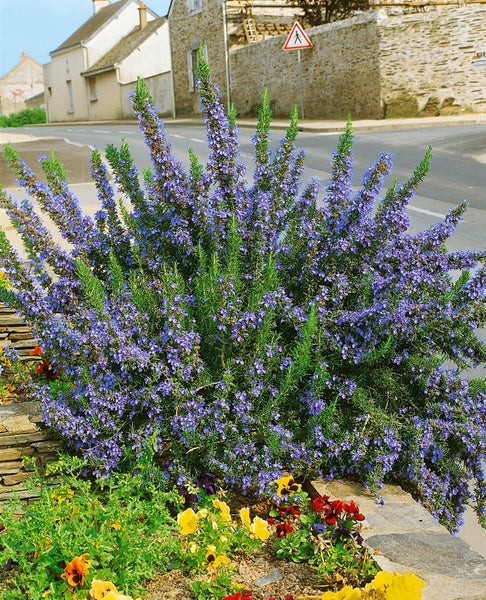 Rosmarinus officinalis 'Corsican Blue', Rosmarin, blau, ca. 9x9 cm Topf