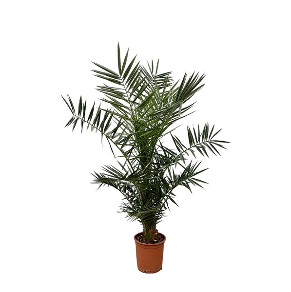 Kanarische Dattelpalme – 120 cm – ø15