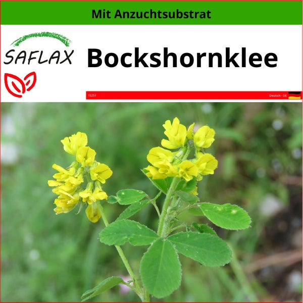 SAFLAX  - Bockshornklee - Trigonella foenum-graecum - 100 Samen - Mit keimfreiem Anzuchtsubstrat