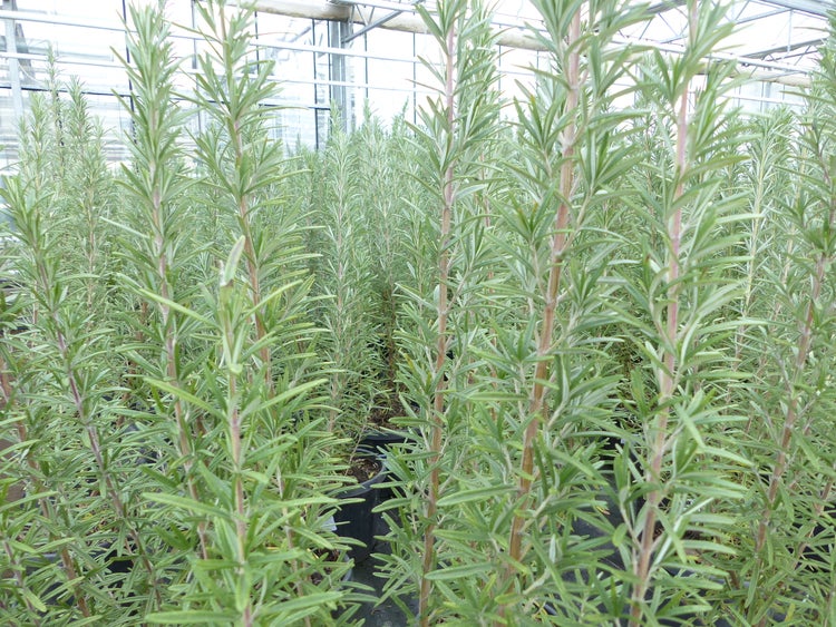 Nahaufnahme von mehreren hohen Rosmarinpflanzen in schwarzen Töpfen in einem Gewächshaus.