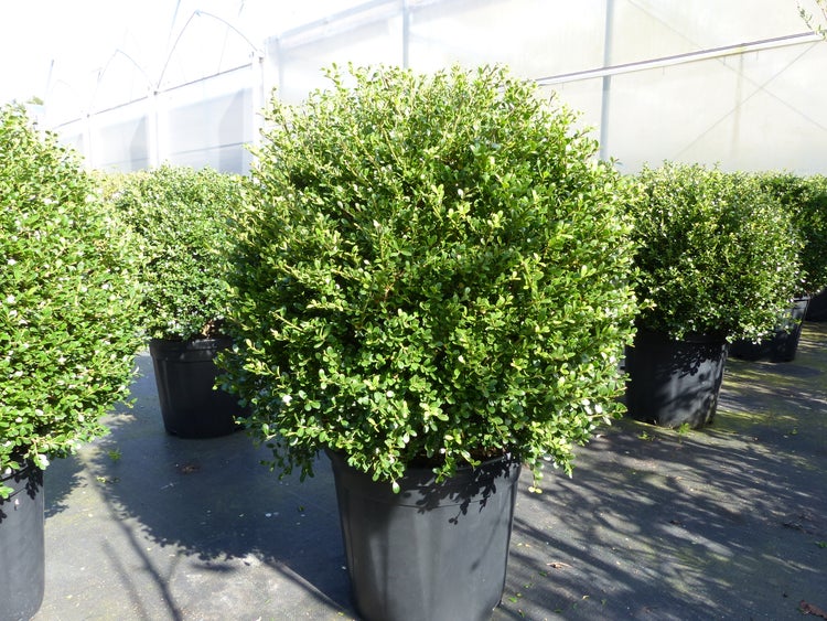 Kugeliger Buchsbaum im Topf für den Garten