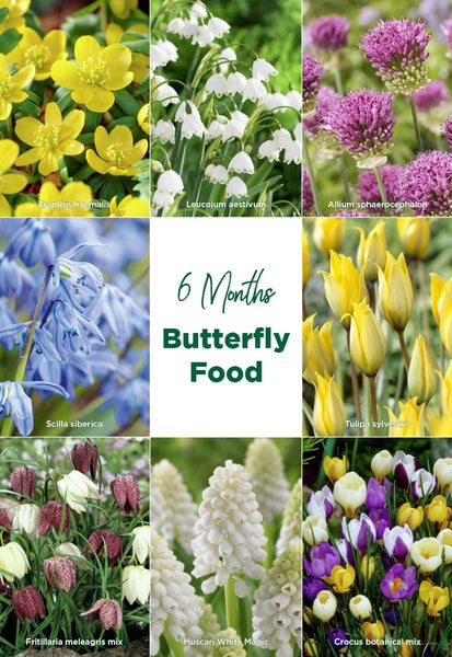 Bloomique - Mischung aus 50 - 6 Monate alten Blumen - schmetterlingsfreundlich - Mischung aus 8 Sorten - Blumenzwiebeln - Frühlingsblüte - mehrjährige Pflanzen - wächst von 5 bis 70 cm