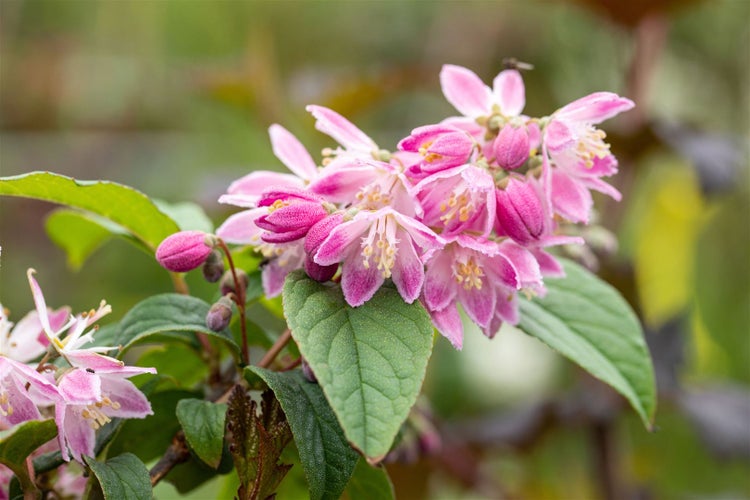 Deutzia magnifica 'Tourbillon Rouge', Maiblumenstrauch, rosa, 40–60 cm