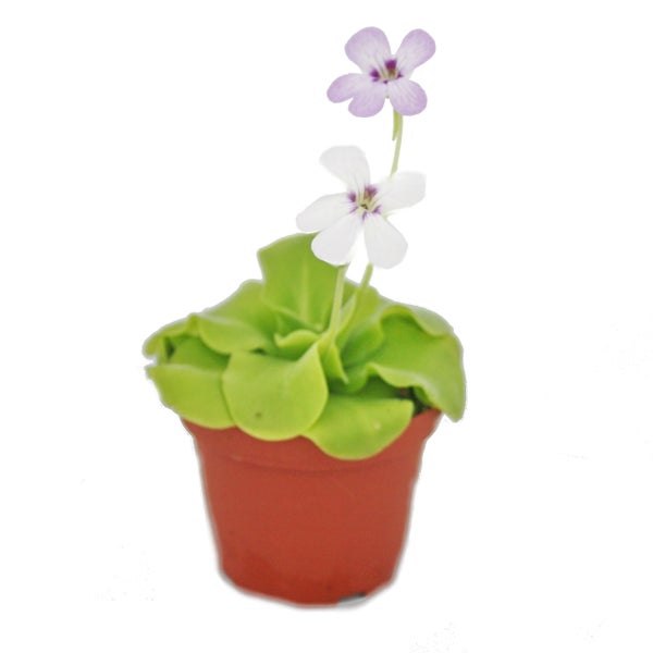 Fettkraut - Pinguicula - Überraschungssorte - 9cm Topf