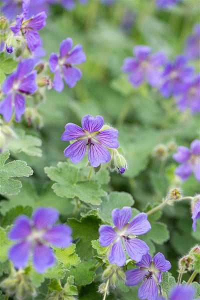 Geranium renardii 'Philippe Vapelle', Storchschnabel, ca. 9x9 cm Topf