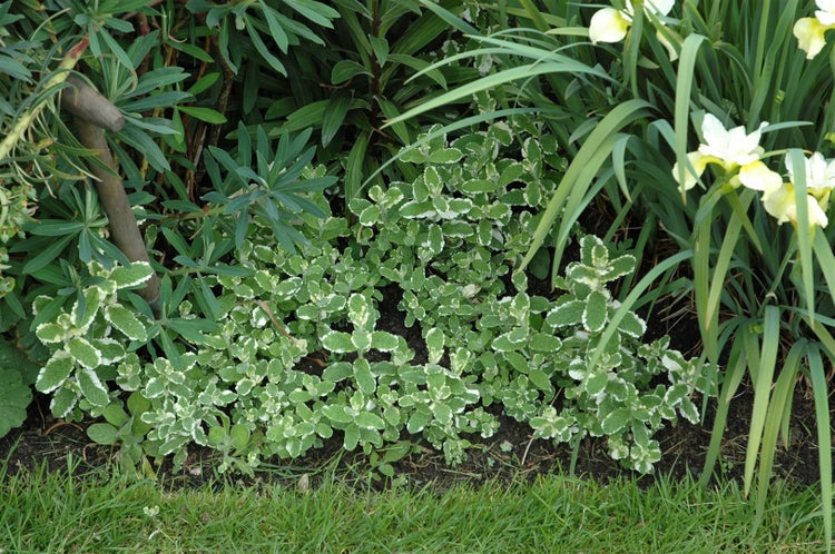 Mentha suaveolens 'Variegata', Ananasminze, buntlaubig, ca. 9x9 cm Topf