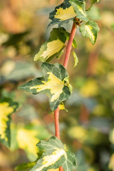 Hedera helix 'Goldheart', Efeu, gelb-grün, 100–150 cm