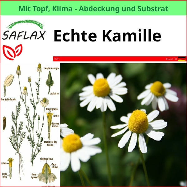 SAFLAX Garden to go - Echte Kamille - Matricaria chamomilla - 300 Samen - Mit Topf, Klima - Deckel und Anzuchtsubstrat