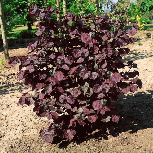 Corylus avellana, Haselnuss, 40–60 cm