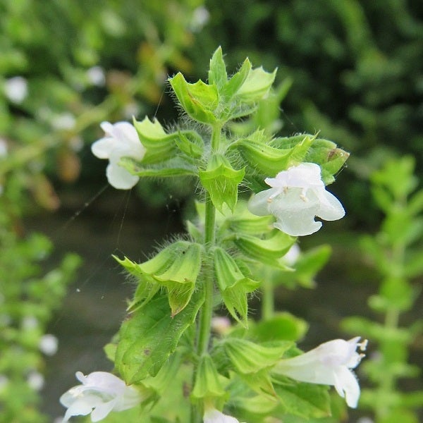Blühende Quendelblättrige Minze im Detail