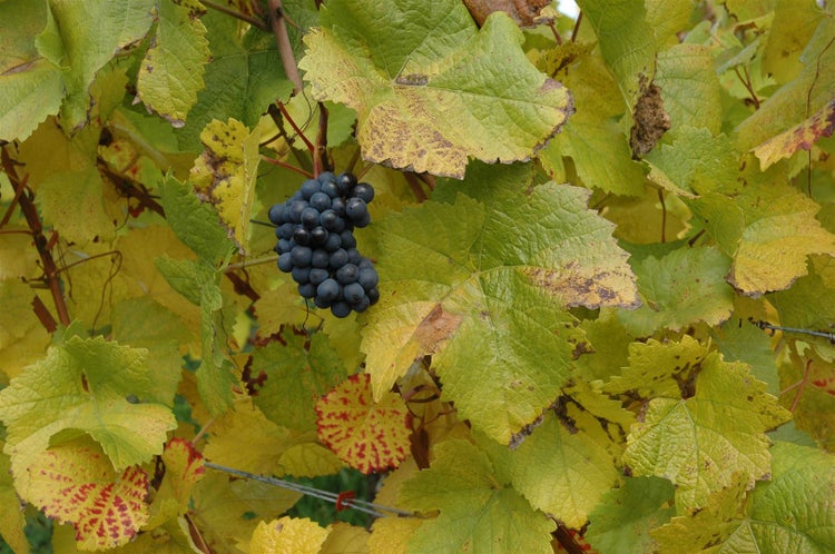 Eine Traube dunkler Weintrauben an einem Weinstock, umgeben von herbstlichen Blättern.