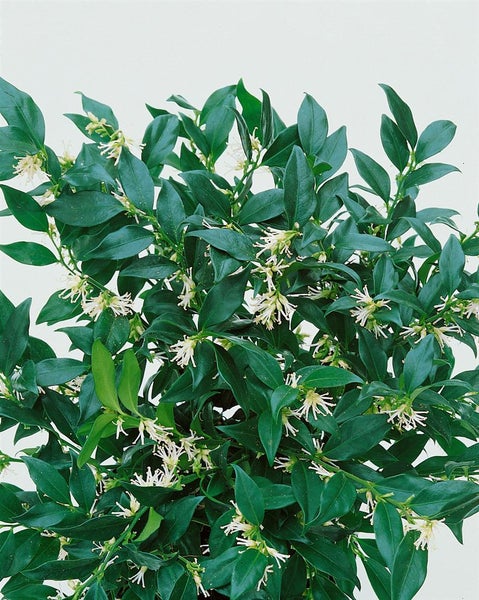 Sarcococca confusa, Duftende Schattenblume, immergrün, 2 Liter Container