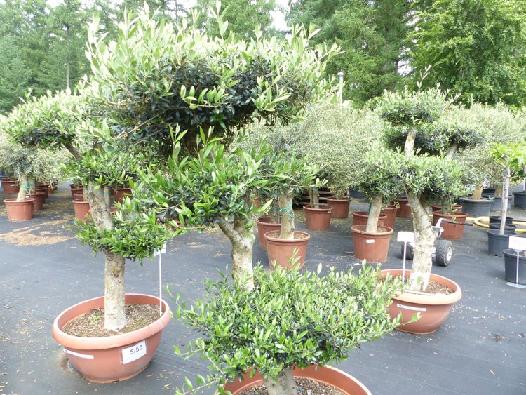 Olivenbaum Pon Pon 170 cm | 4 Pon Pon Bonsai Formgehölz, winterhart