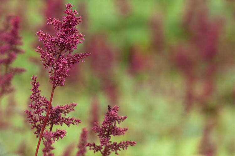 Astilbe x arendsii 'Fanal', Prachtspiere, rot, ca. 9x9 cm Topf