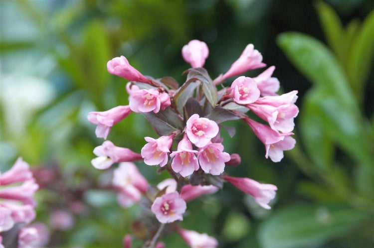 Weigela florida 'Purpurea', Weigelie, purpur, ca. 11x11 cm Topf