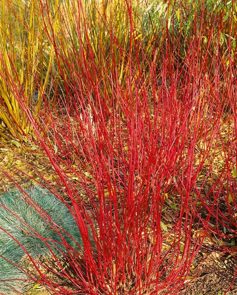 Cornus alba 'Sibirica', Hartriegel, leuchtend rot, 40–60 cm