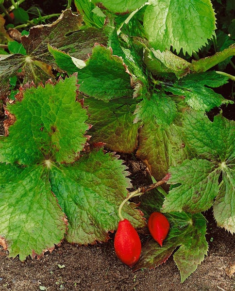 Bergenie Pflanze mit Blättern und roten Früchten