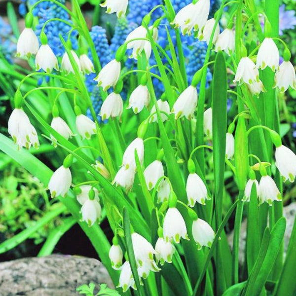 Blütenmeer mit gefüllten Schneeglöckchen